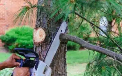 Tree Service in Pembroke Pines: Removal, Trimming & Stump Grinding