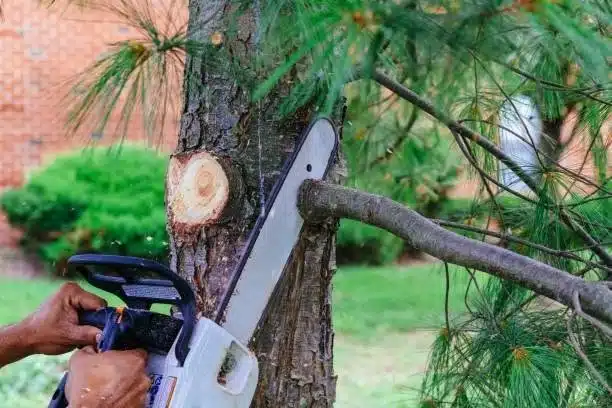 Tree Service in Pembroke Pines: Removal, Trimming & Stump Grinding