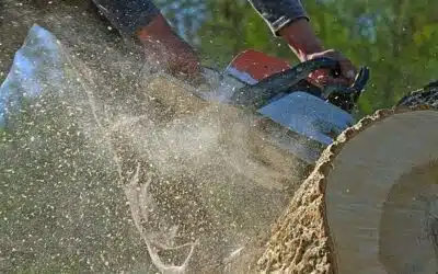 Tree Service in Hollywood FL: Affordable Removal & Trimming