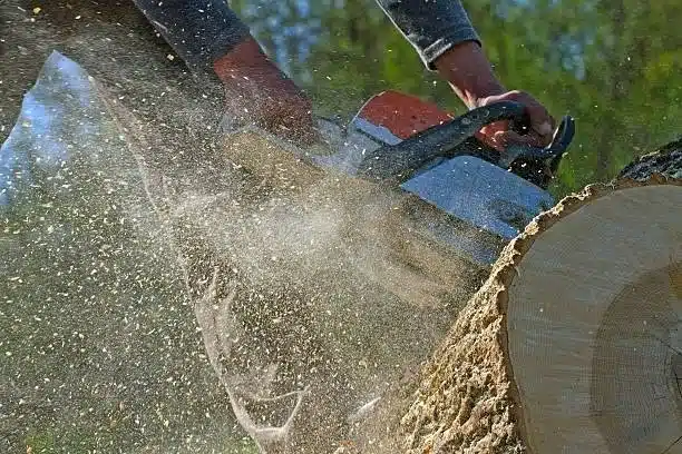 Tree Service in Hollywood FL: Affordable Removal & Trimming