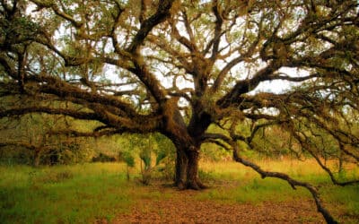 Bald Cypress Care in Broward County: Managing Knees and Storm Concerns