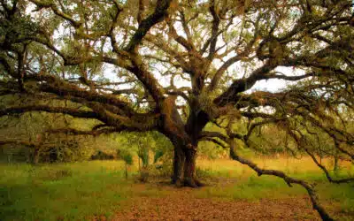 Bald Cypress Care in Broward County: Managing Knees and Storm Concerns