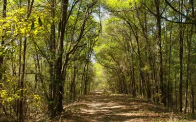 The Science of Tree Compartmentalization: How Trees Heal After Damage