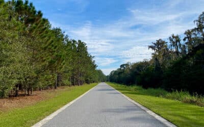 How Different Soil Types in Broward County Affect Tree Health and Stability