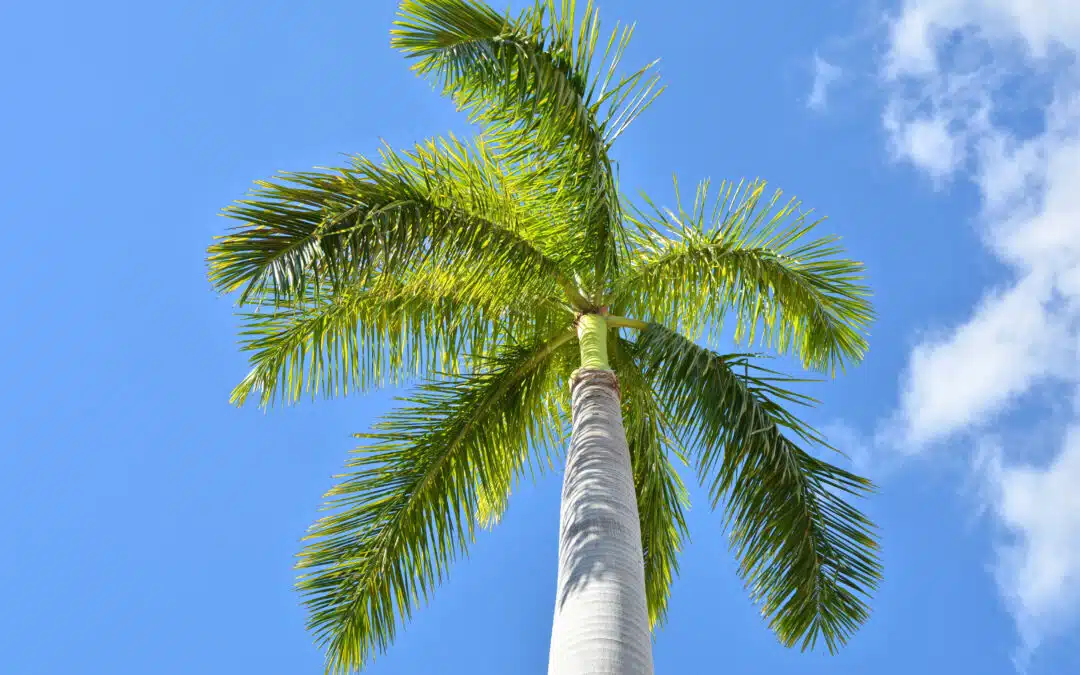 Royal Palm Maintenance: Keeping South Florida’s Iconic Trees Healthy and Storm-Ready