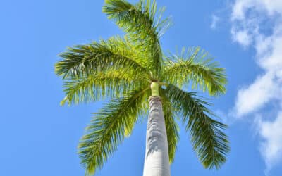 Royal Palm Maintenance: Keeping South Florida’s Iconic Trees Healthy and Storm-Ready