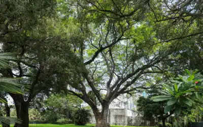 Understanding Broward County’s Minimum Tree Requirements for Residential Properties