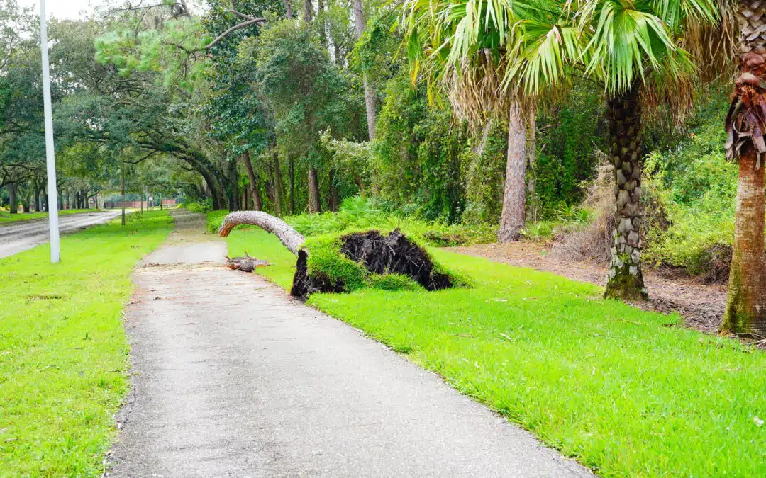 How to Identify Trees That Won’t Survive Hurricane Season
