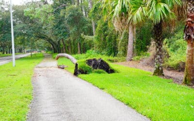 How to Identify Trees That Won’t Survive Hurricane Season