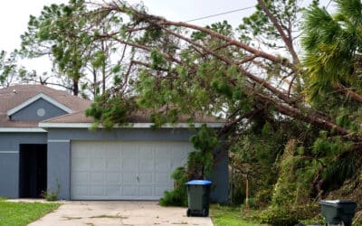 Post-Storm Tree Assessment Guide: Is Your Tree Recoverable After Storm Damage?