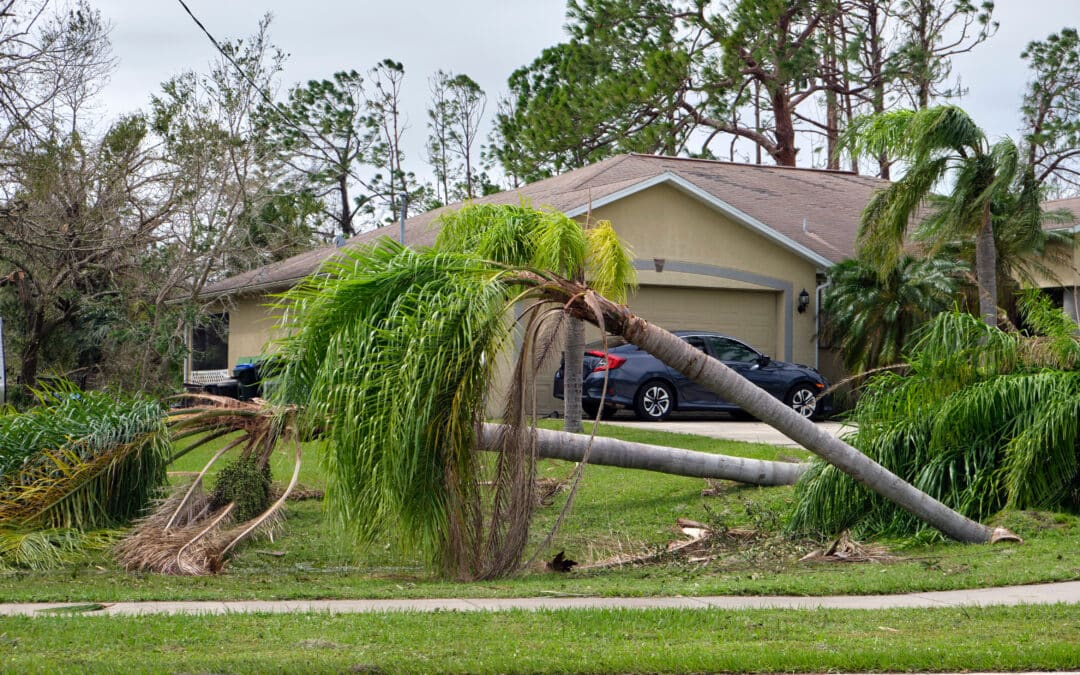 How to Care for Trees Damaged During Hurricane Season
