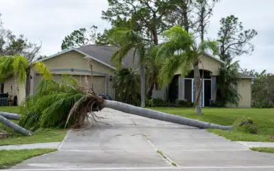 How Fast Can You Get Emergency Tree Removal in Broward?