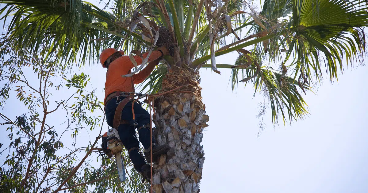 How much does it cost to trim a tree?