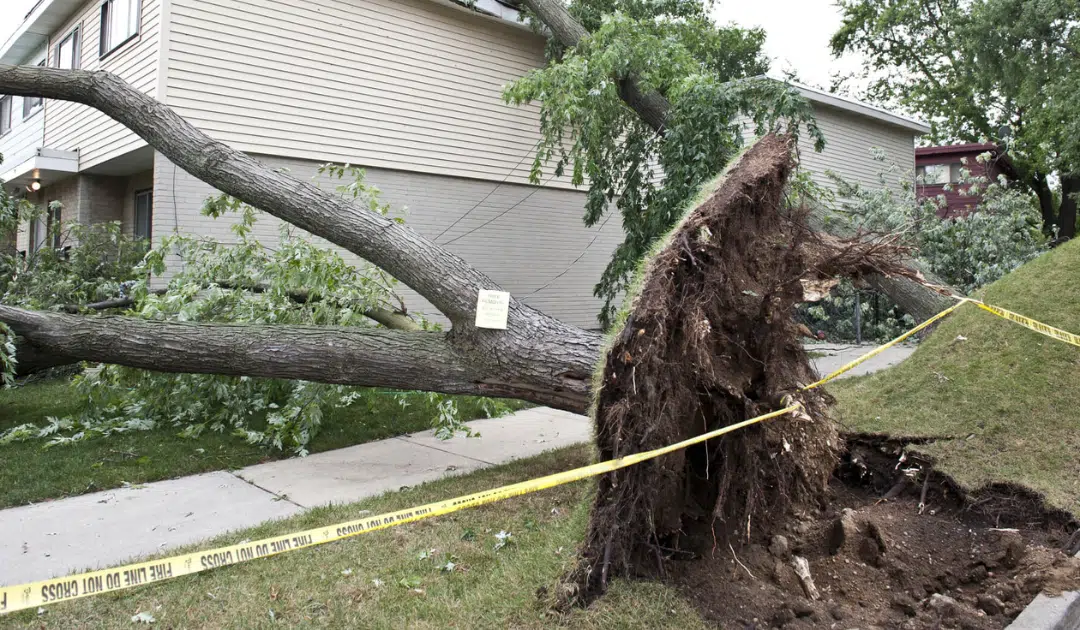 The Broward County Hurricane Season Tree Survival Guide