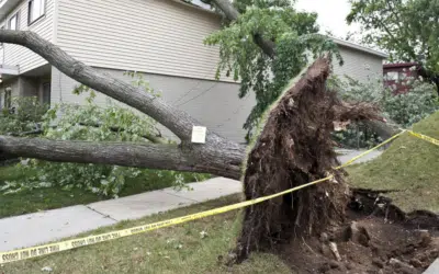 What to Do When a Tree Falls on Your Property in South Florida