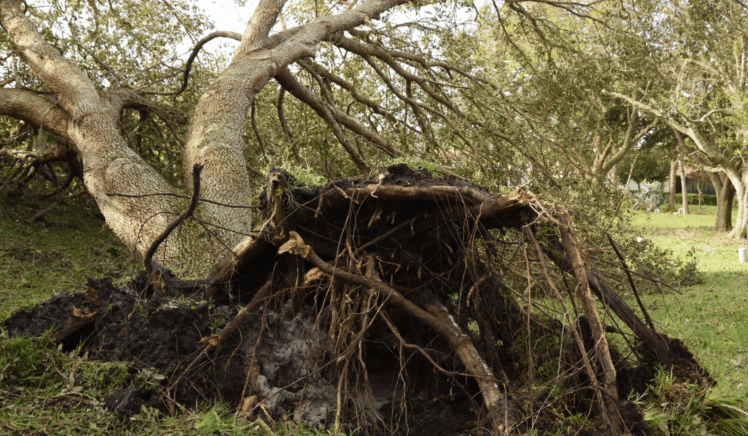 Emergency Tree Service Guide: What to Do When a Storm Damages Your Trees