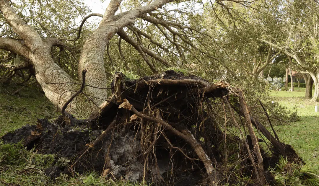 Emergency Tree Service Guide: What to Do When a Storm Damages Your Trees