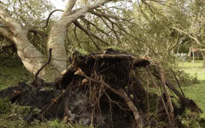 Emergency Tree Service Guide: What to Do When a Storm Damages Your Trees