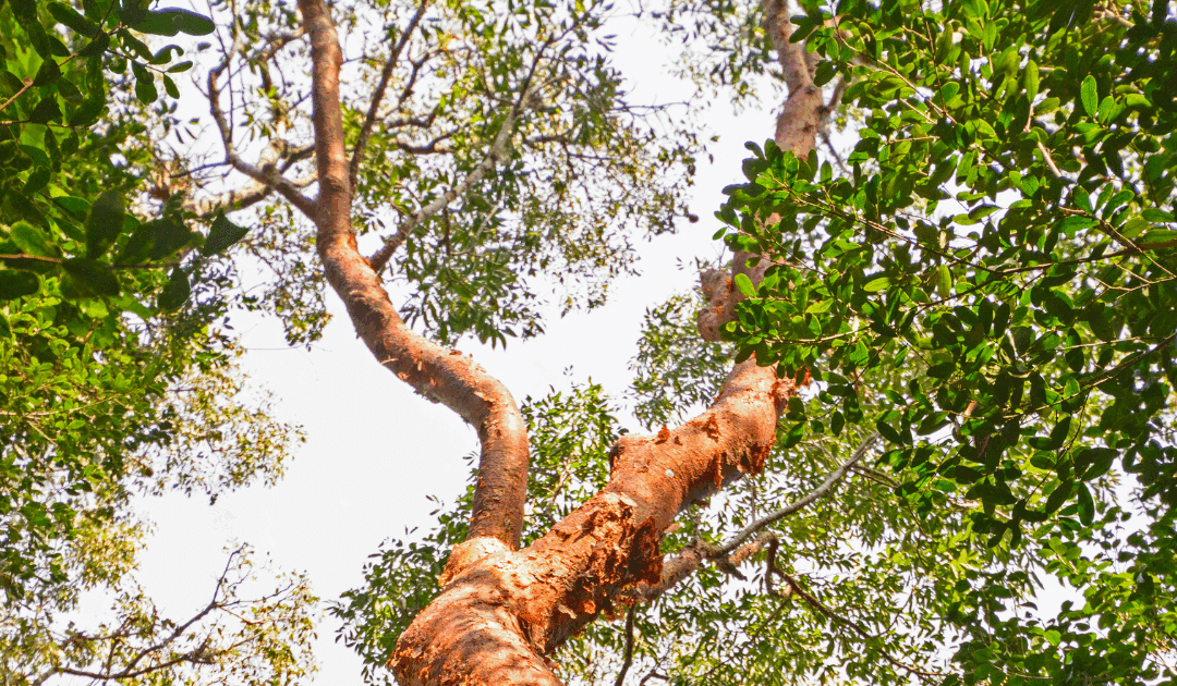 Gumbo Limbo Trees: The Hurricane-Resistant Native You Should Consider