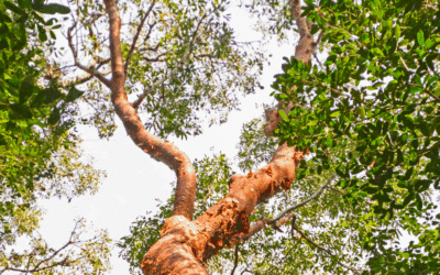 Gumbo Limbo Trees: The Hurricane-Resistant Native You Should Consider