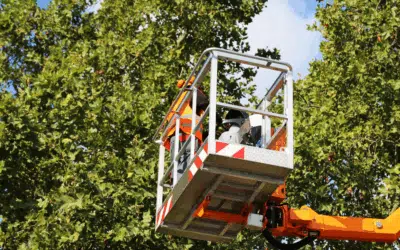 How to Choose a Licensed, Qualified Tree Service in Broward County