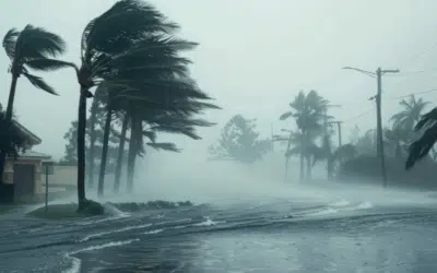 How to Identify Trees That Won’t Survive Hurricane Season