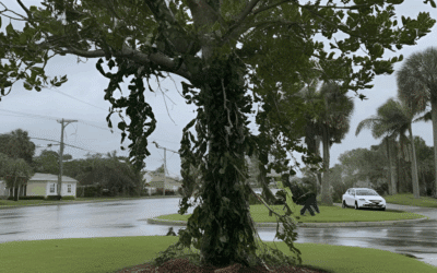 Last Call for Pre-Hurricane Tree Trimming