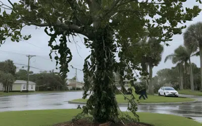 Last Call for Pre-Hurricane Tree Trimming