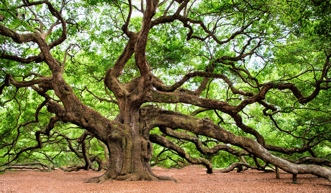 Live Oak Care Guide: Maintaining South Florida’s Hurricane-Resistant Giants