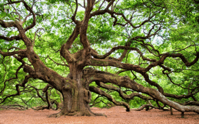 Live Oak Care Guide: Maintaining South Florida’s Hurricane-Resistant Giants