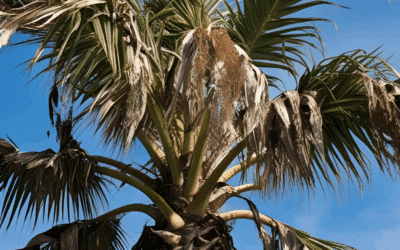 Spotting and Preventing Lethal Bronzing in Broward County