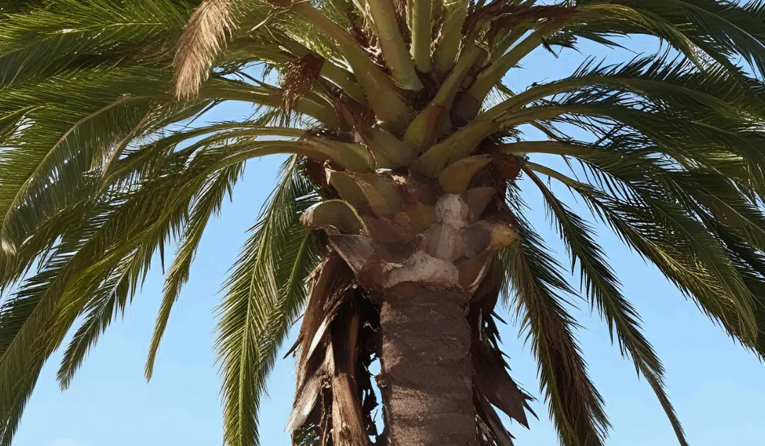Proper Palm Tree Trimming: Avoiding Common Mistakes That Damage or Kill Palms