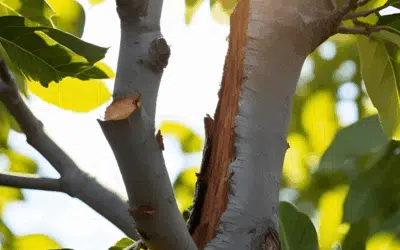 Signs Your Tree Was Improperly Pruned