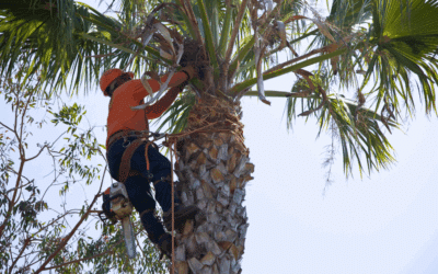 Spring Tree Pest Alert: Identifying and Managing Whitefly Infestations in Ficus Trees