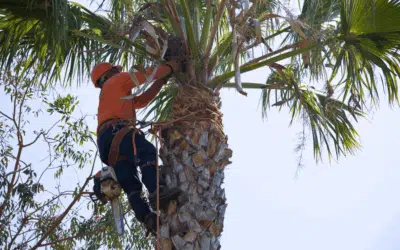 Spring Tree Pest Alert: Identifying and Managing Whitefly Infestations in Ficus Trees