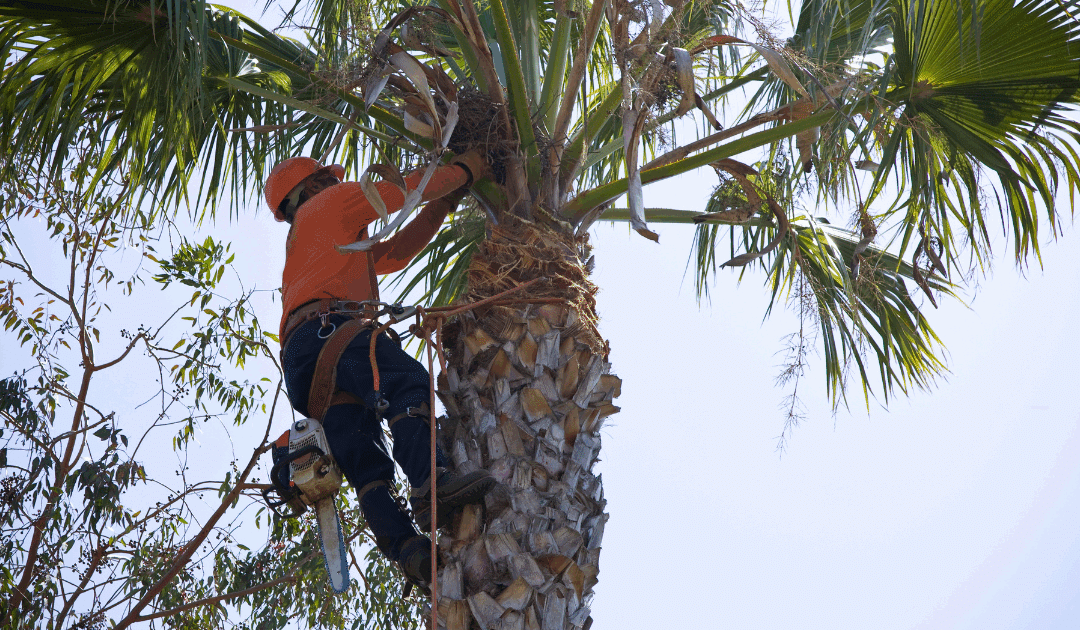 The Cost of Tree Removal in Broward County: 2025 Price Guide