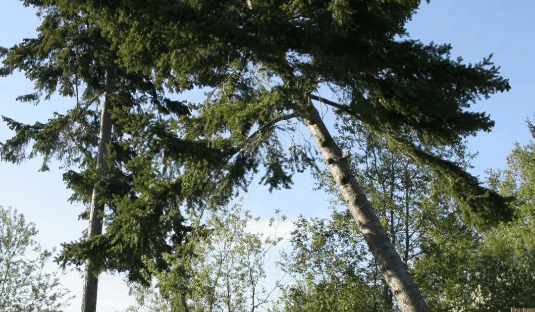 Should You Trim or Remove Trees Before a Hurricane?