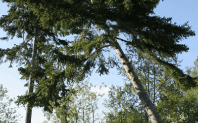 The Dangers of DIY Tree Removal: Why Professional Service Is Worth the Cost