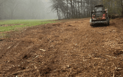 The Gardener’s Guide to Broward County Tree Regulations and Permits