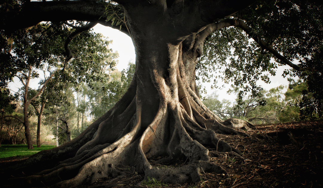 The Hidden Dangers of Ficus Trees in Hurricane Season