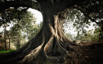 The Hidden Dangers of Ficus Trees in Hurricane Season