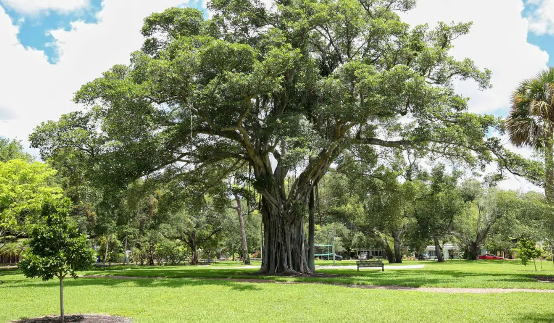 Why “Cheap” Tree Removal Can Cost You More