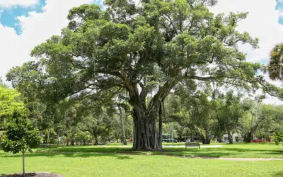 The Hidden Dangers of Ficus Trees in Hurricane Season