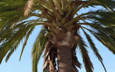 Understanding Tree Removal Permits in Broward County: Municipality-by-Municipality Guide