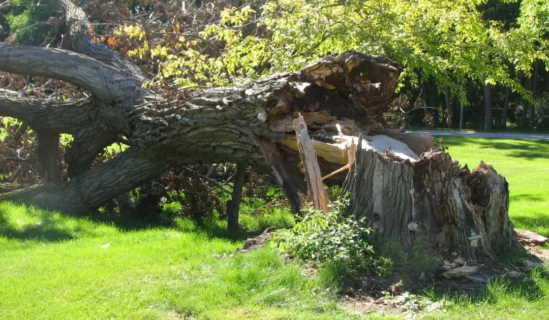 Emergency Tree Removal in Broward: Fast, Local 24/7 Storm Response