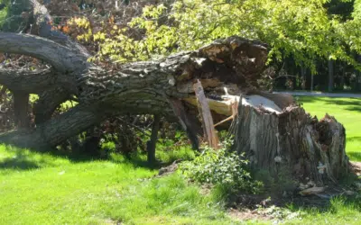 Emergency Tree Removal in Broward: Fast, Local 24/7 Storm Response