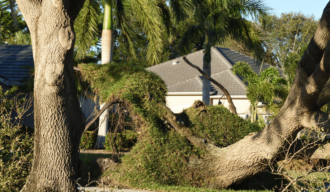 Understanding and Preventing Wind Throw: Why Some Trees Uproot in Storms