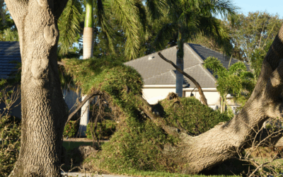 Understanding and Preventing Wind Throw: Why Some Trees Uproot in Storms