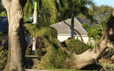 Understanding and Preventing Wind Throw: Why Some Trees Uproot in Storms