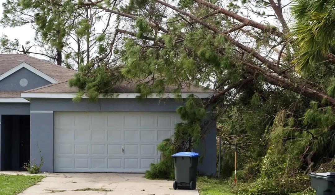 How to Document Tree Damage for an Insurance Claim After a Storm